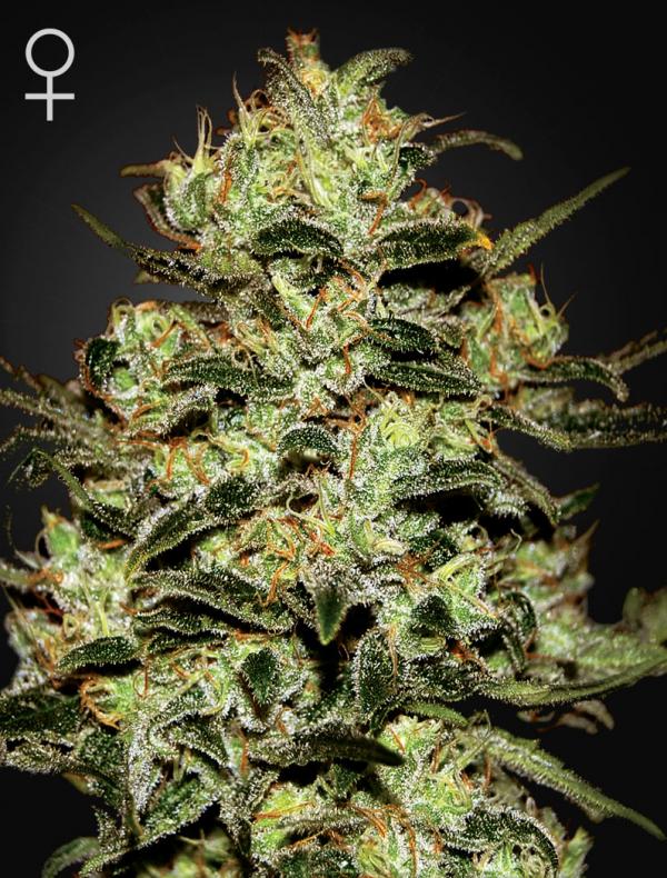 Moby Dick (3-seed pack)