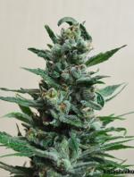 Moscow Blueberry Auto (Pack 3 graines)
