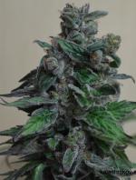 Moscow Blueberry (Pack 3 graines)