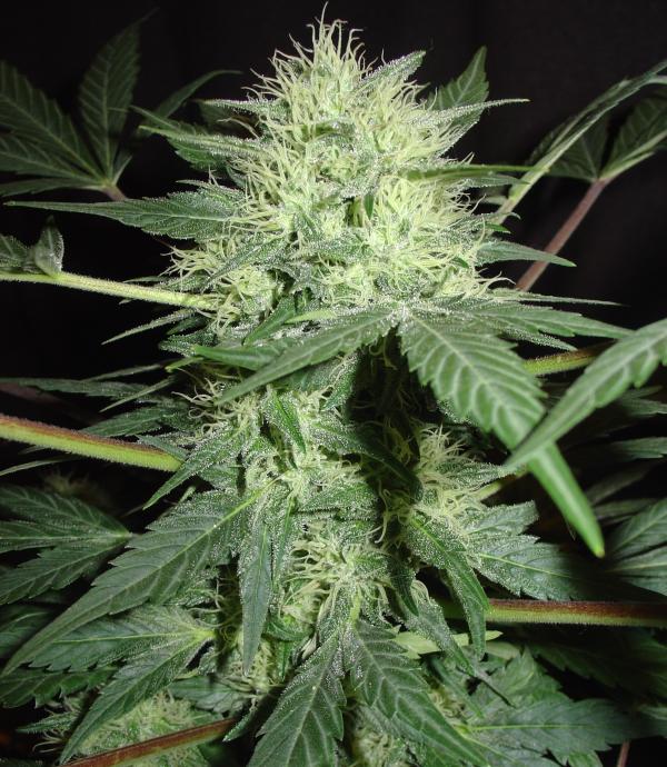 Northern Lights (5-seed pack)