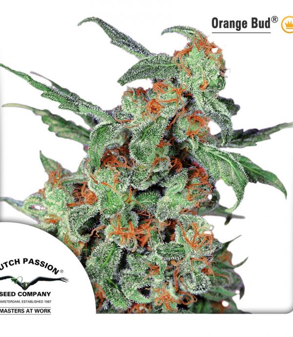 Orange Bud (Pack 10 semillas)