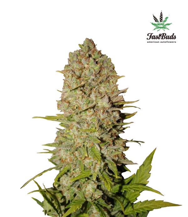 Pineapple Express (1-seed pack)