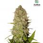 Pineapple Express (Pack 5 graines)