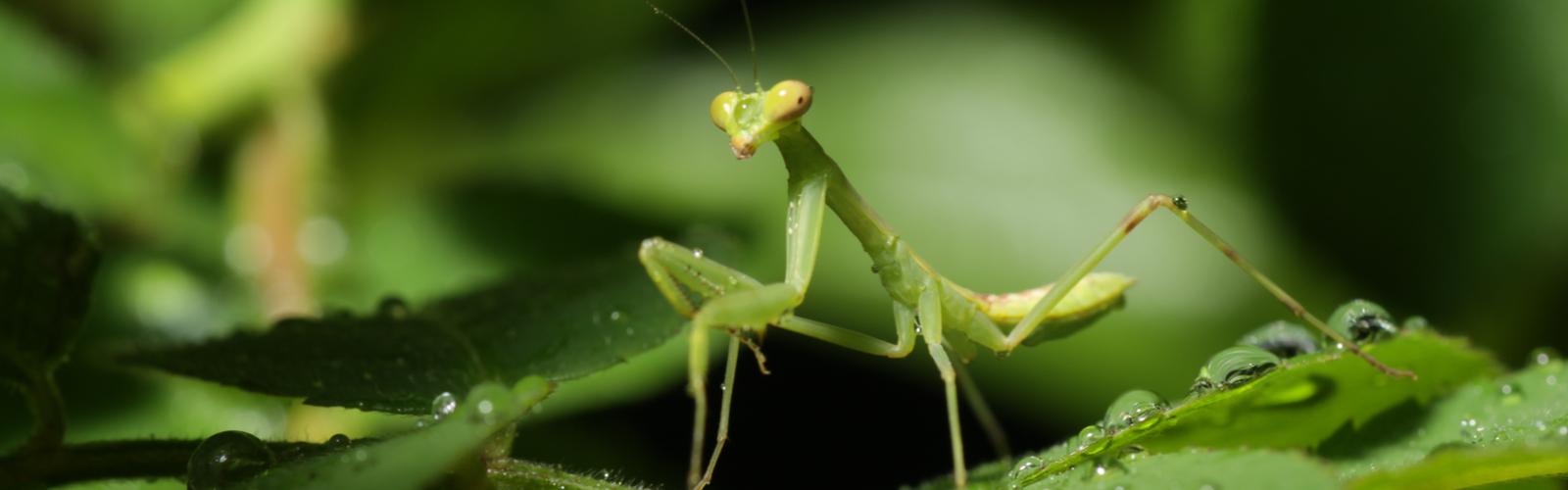 La mantis religiosa, un aliado sorprendente en el control biológico plagas - LaMota GrowShop