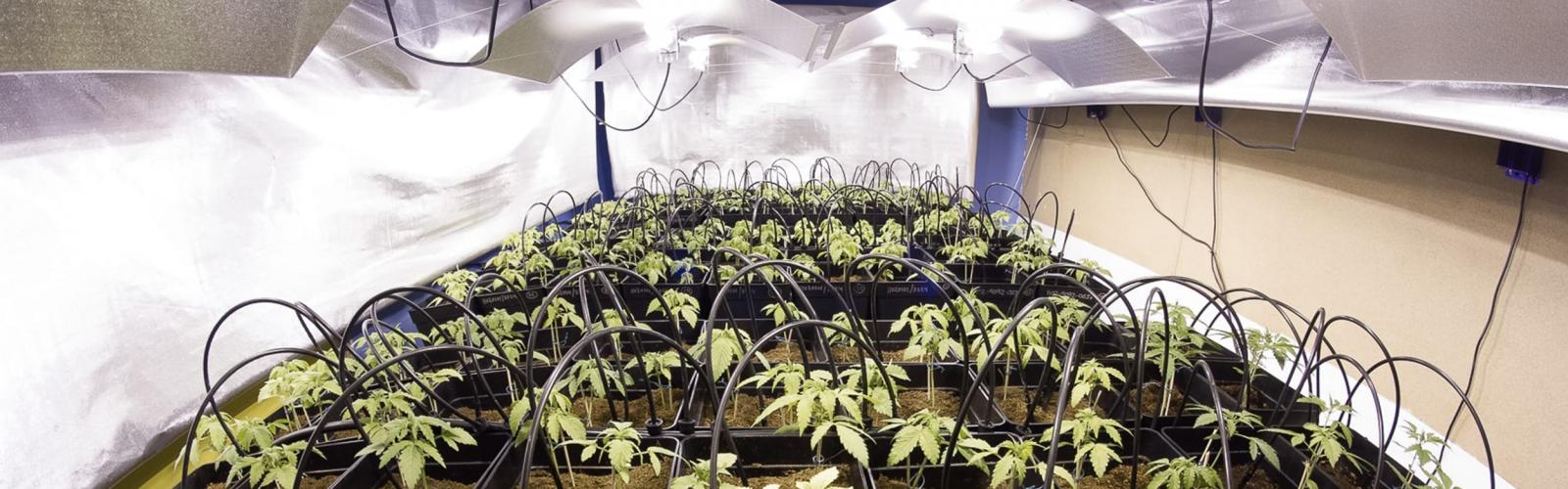Growing Products by Advanced Hydroponics