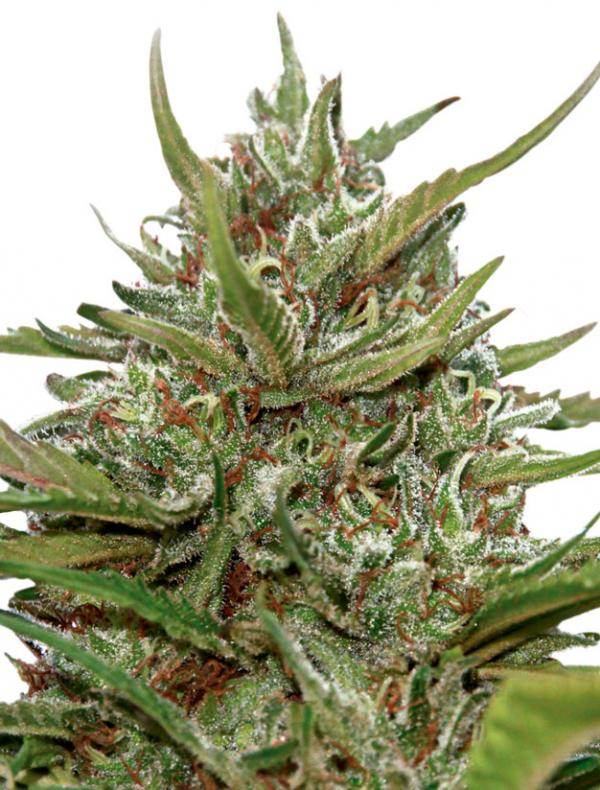 Auto White Berry (3-seed pack)