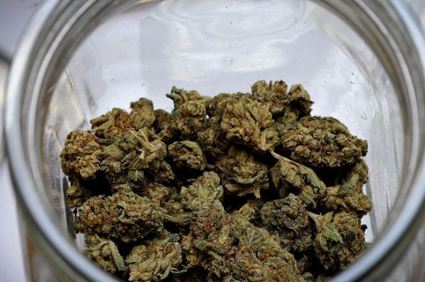 Consejos para conservar la marihuana durante mucho más tiempo - LaMota  GrowShop