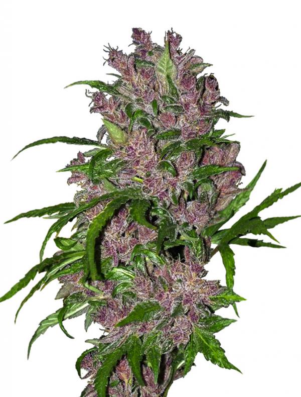 Purple Bud Automatic (1-seed pack)