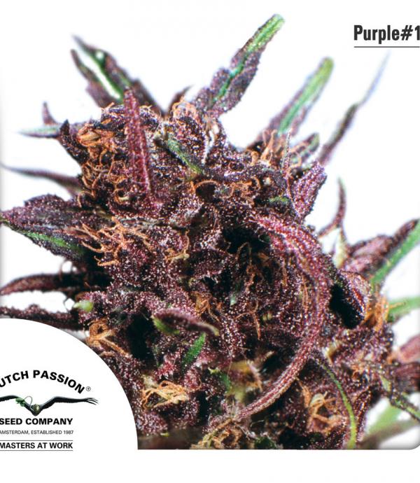 Purple #1 (10-seed pack)