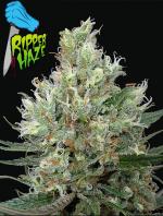 Ripper Haze (1-seed pack)