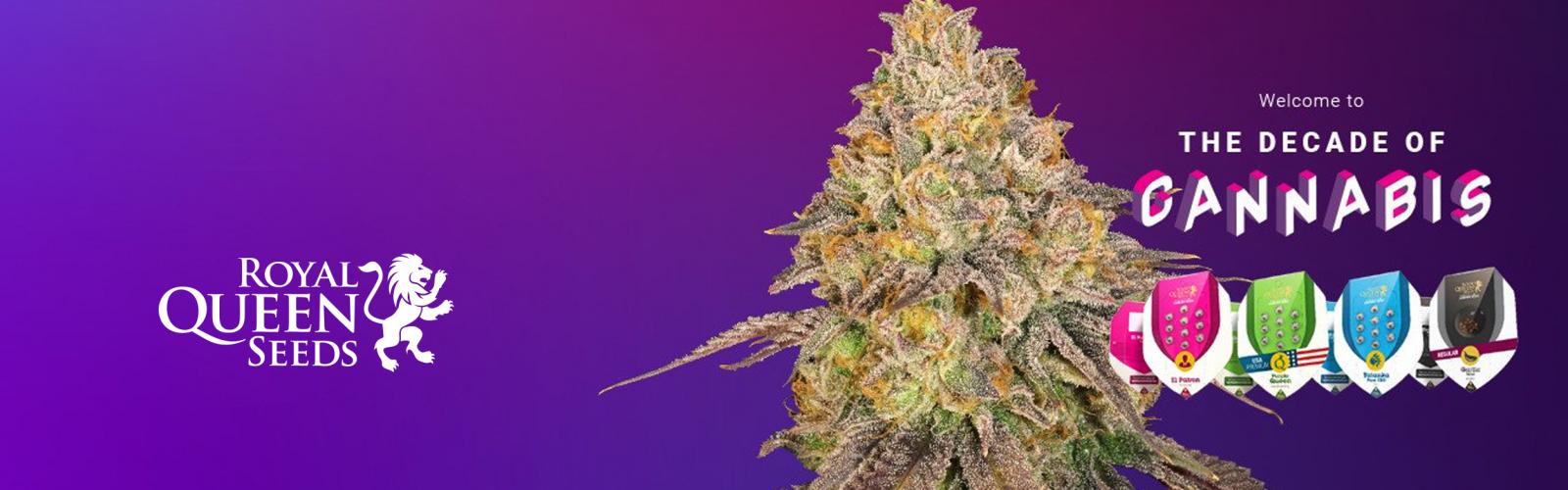 Royal Queen Seeds Feminised Cannabis Seeds