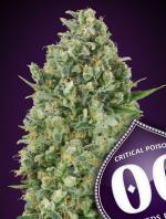 Critical Poison (5-seed pack)