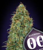 Blueberry (5-seed pack)