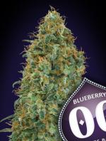 Blueberry (Pack 5 graines)