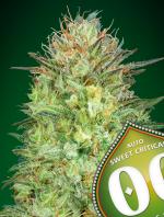 Auto Sweet Critical (Pack 5 graines)