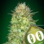 Auto Sweet Critical (Pack 5 graines)