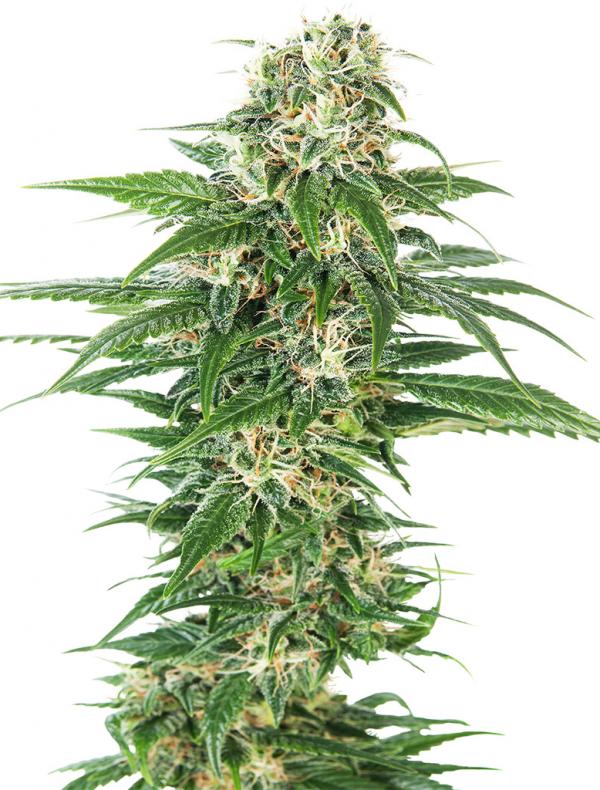 Early Skunk Automatic (1-seed pack)