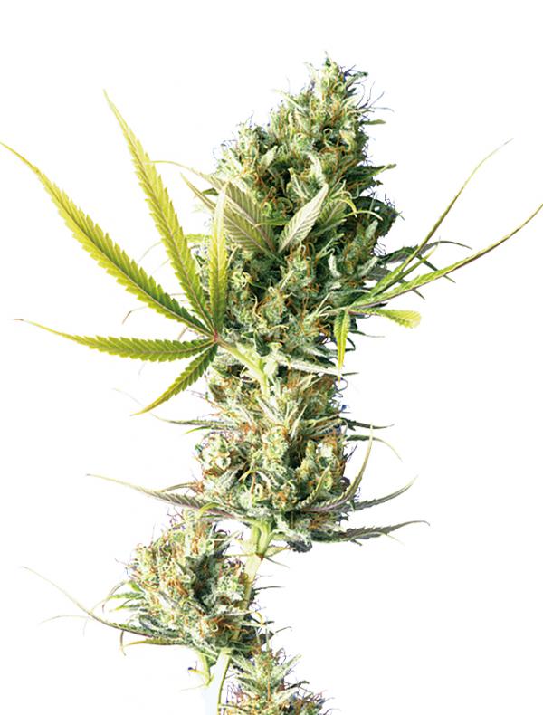 Durban (1-seed pack)