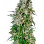 Big Bud Automatic (Pack 3 graines)