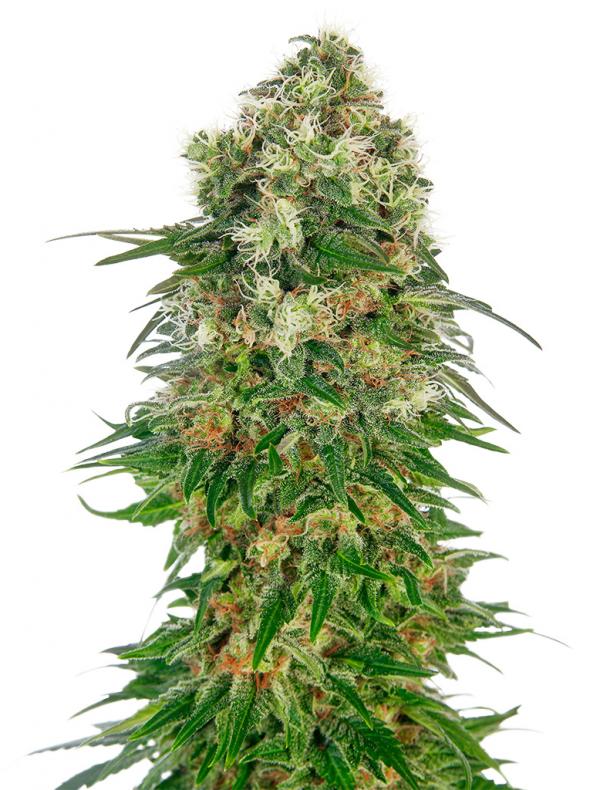 Shiva Skunk Automatic (1-seed pack)
