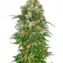 Shiva Skunk Automatic (1-seed pack)