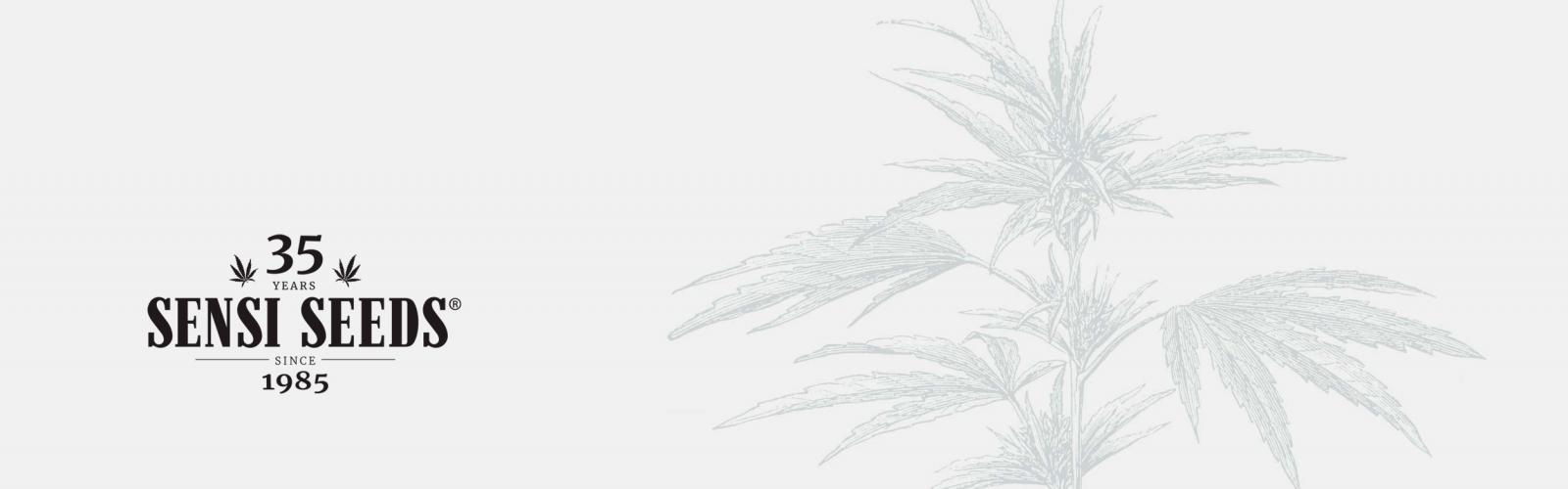 Graines de Cannabis Régulières de Sensi Seeds