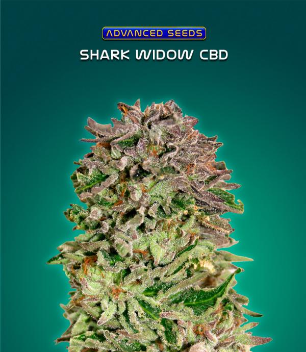 Shark Widow CBD (1-seed pack)