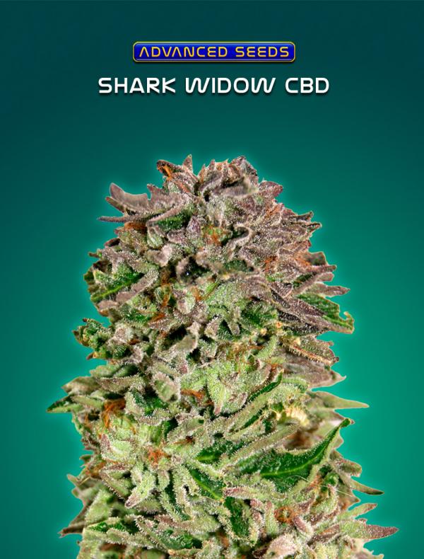 Shark Widow CBD (Pack 1 semilla)