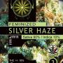 Silver Haze (3-seed pack)