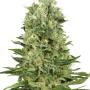 Skunk Automatic (10-seed pack)