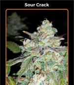 Sour Crack (3-seed pack)