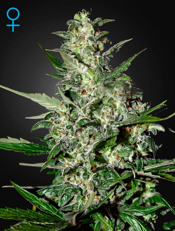 Super Critical Auto (3-seed pack)