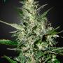 Super Critical Auto (3-seed pack)