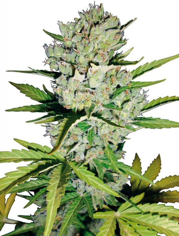 Super Skunk Automatic (1-seed pack)