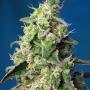 Green Poison XL Auto (Pack 3+1 graines)