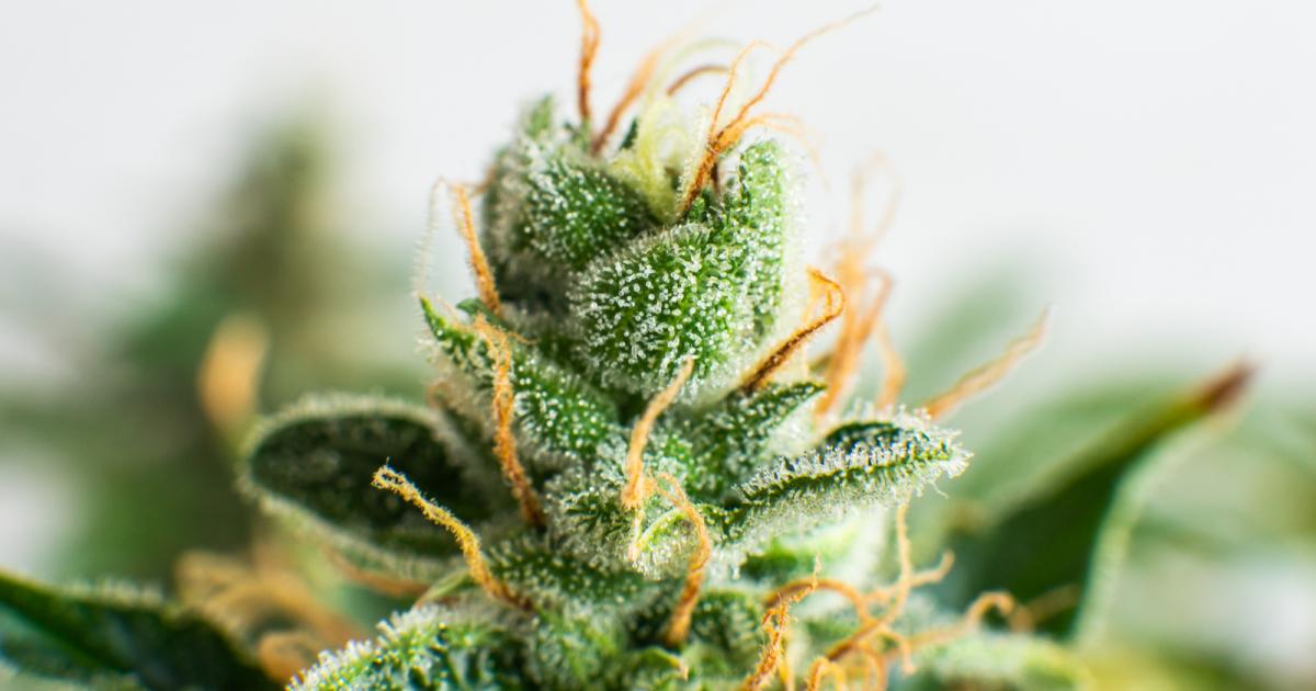 10 imágenes de tricomas de marihuana realmente sorprendentes - LaMota  GrowShop