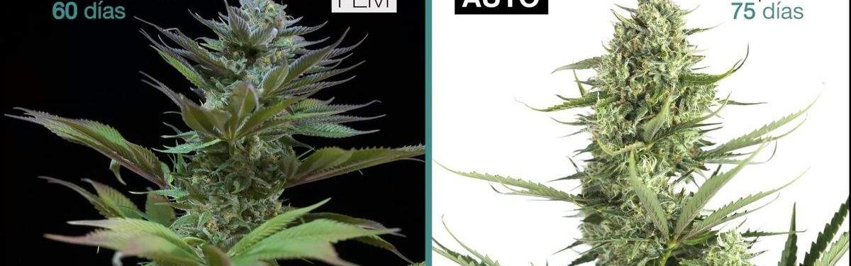 Quelles sont les différences entre les graines de cannabis féminisées et autofloraison ?