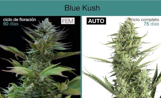 Autoflowering Vs. Feminized Cannabis Plants - Differences & Advantages -  LaMota GrowShop
