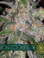 Vision Cookies (Pack 3 graines)