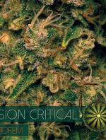 Vision Critical Auto (3-seed pack)