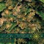 Vision Critical Auto (3-seed pack)