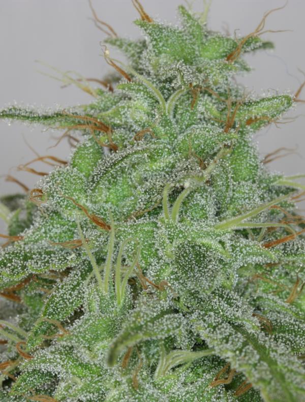 Candy Fruit Auto (3-seed pack)