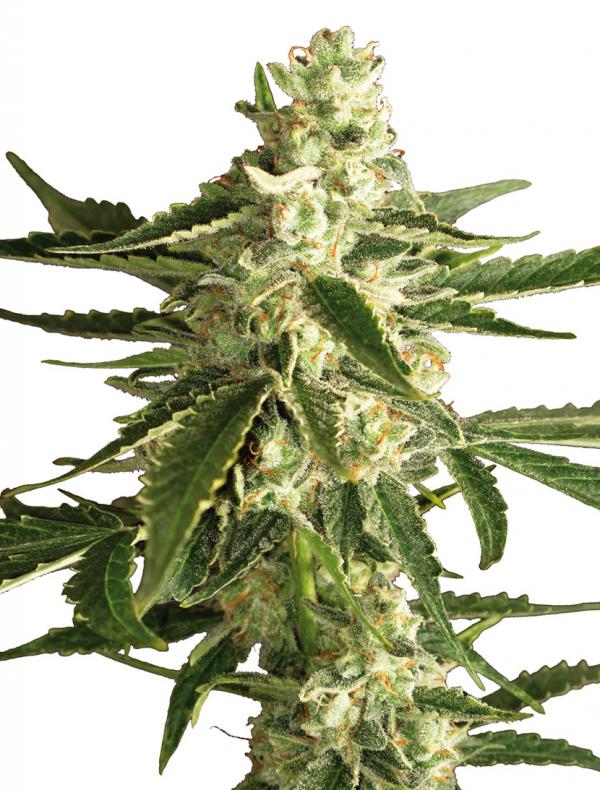 White Diesel Haze Automatic (1-seed pack)