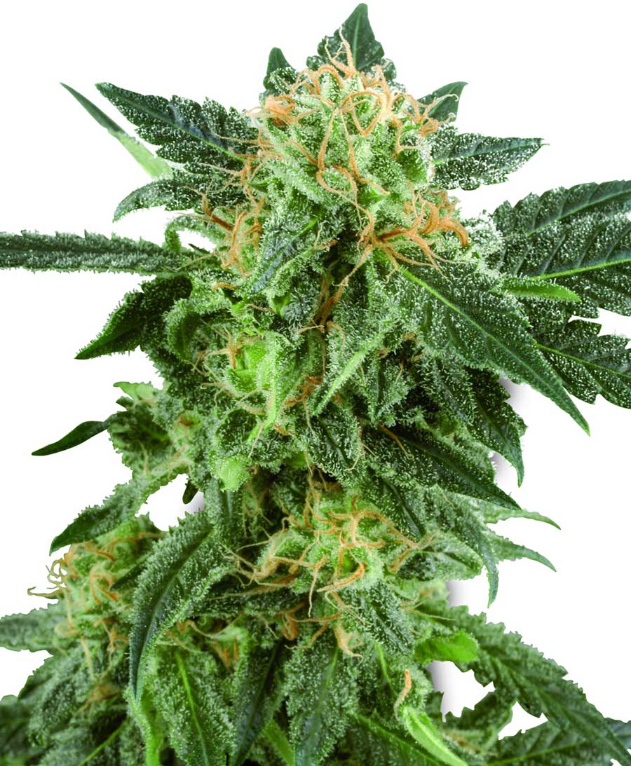 Snow Ryder Auto (10-seed pack). 