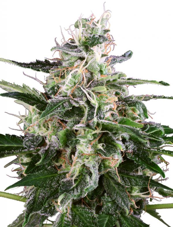 White Skunk Automatic (1-seed pack)