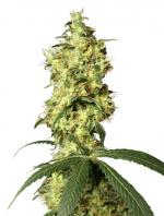 White Widow Automatic (10-seed pack)
