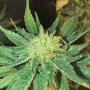 White Widow Fast (Pack 3 graines)