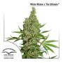White Widow X The Ultimate (Pack 10 graines)