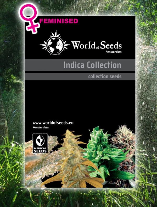 Indica Collection (8-seed pack)